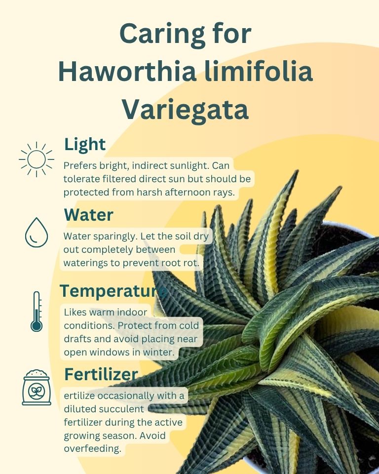 Variegated Fairy Washboard | Haworthia limifolia variegata