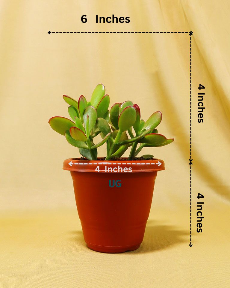 Crassula Ovata