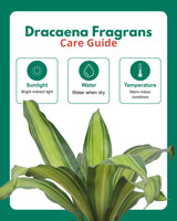Dracaena Fragrans