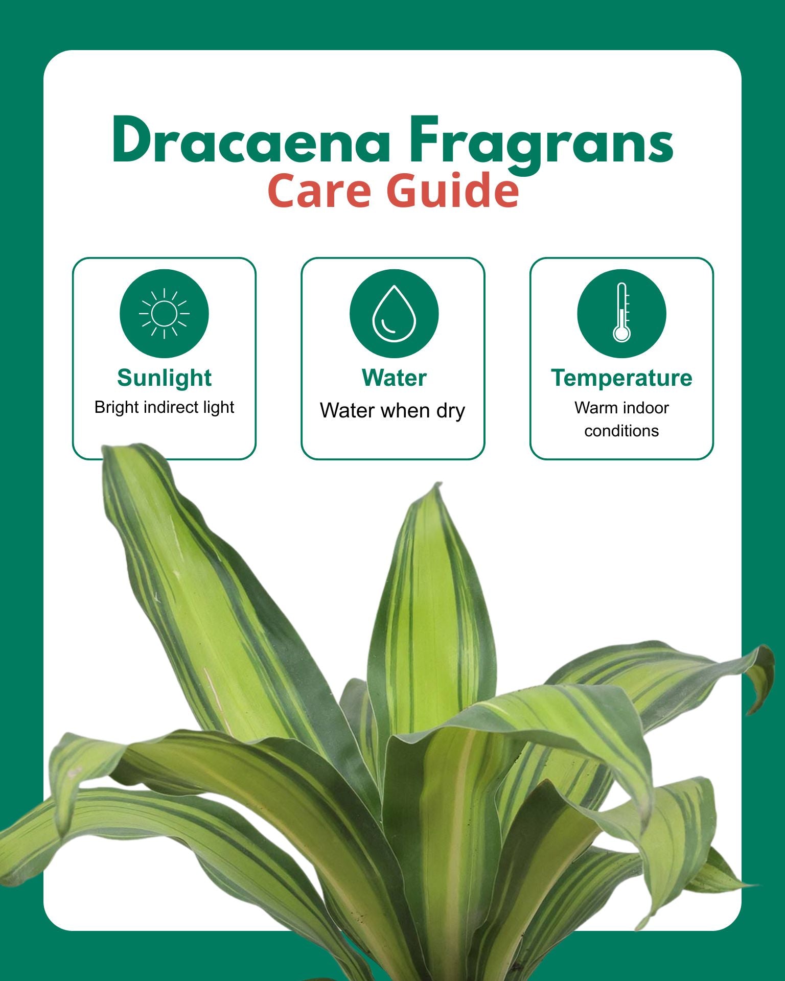 Dracaena Fragrans