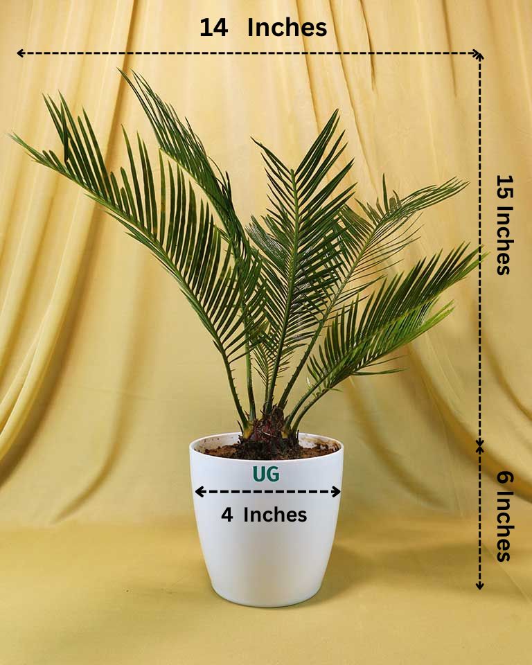 Cycas Plant (Sago Palm | Cycas revoluta)