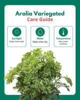 Aralia Variegated Plant