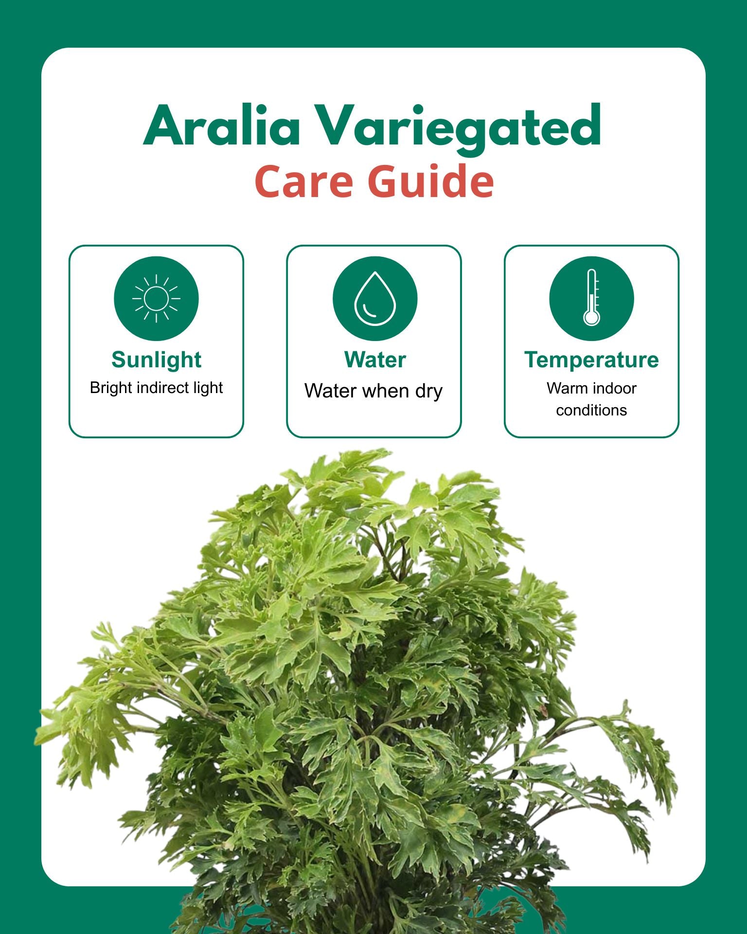 Aralia Variegated Plant