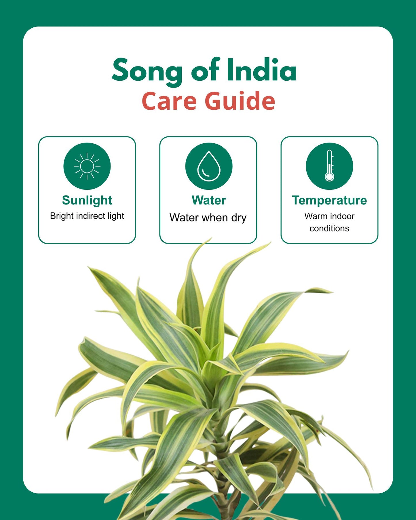 Song of India Plant