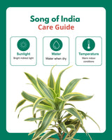 Song of India Plant