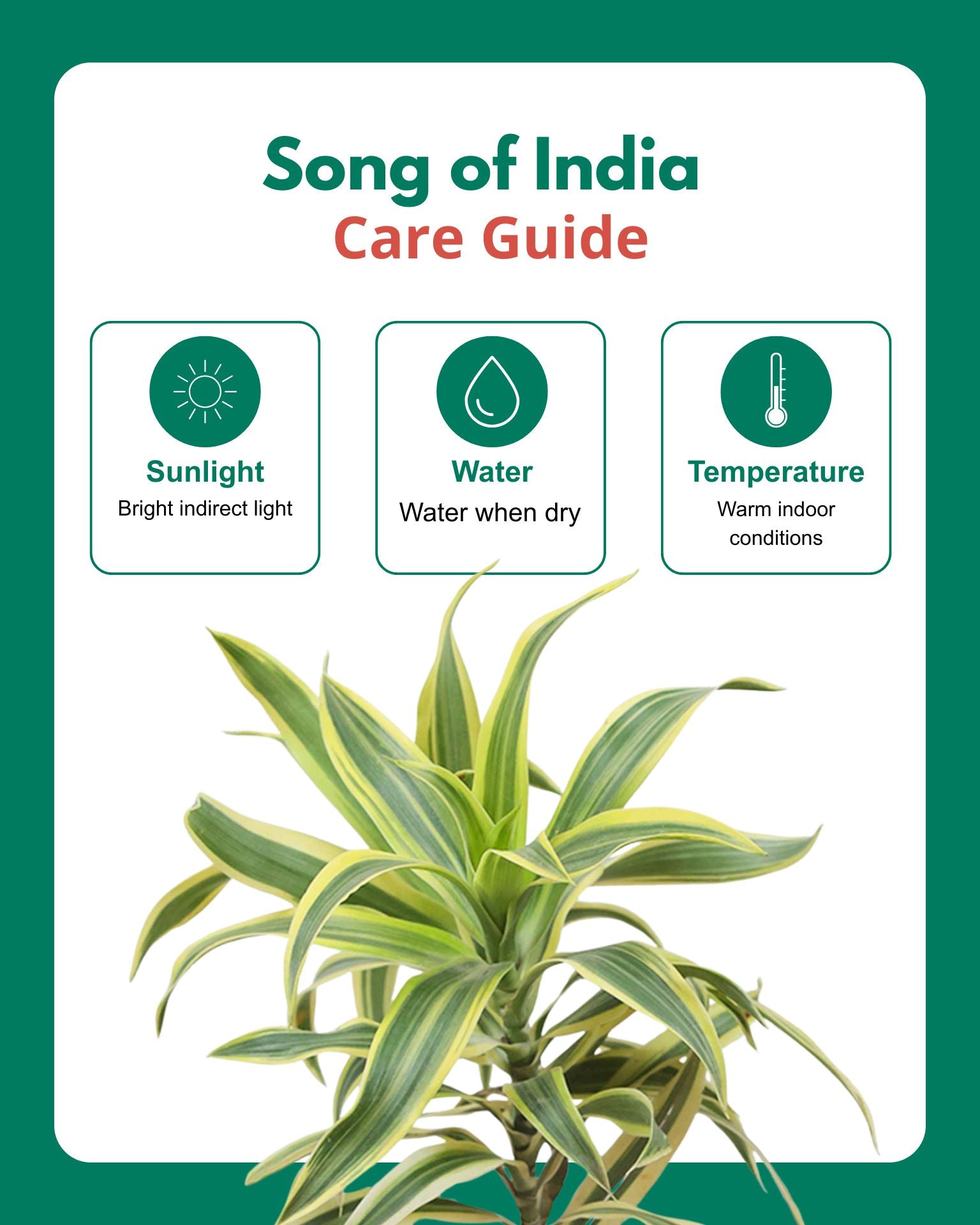 Song of India Plant