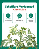 Schefflera Variegated