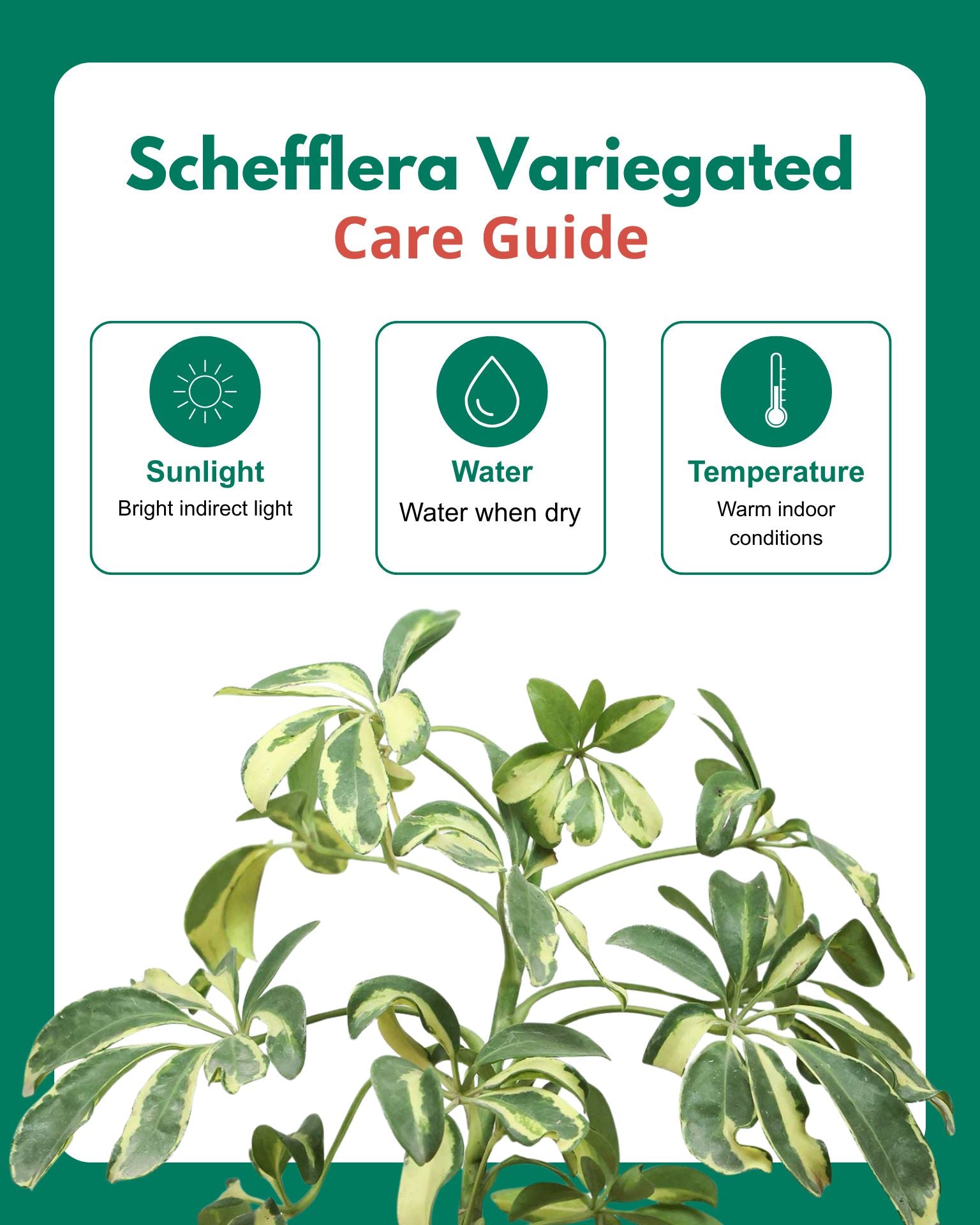 Schefflera Variegated