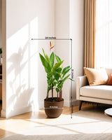 Heliconia Angusta 'Orange Christmas' Plant (ECO-PLANTER)