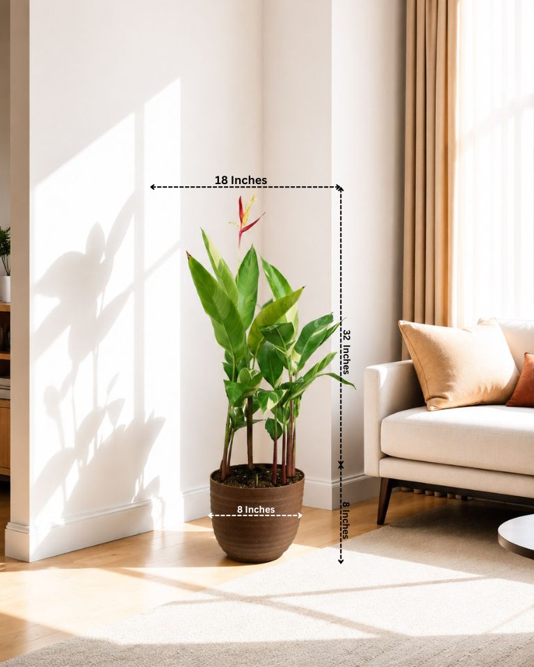 Heliconia Angusta 'Orange Christmas' Plant (ECO-PLANTER)