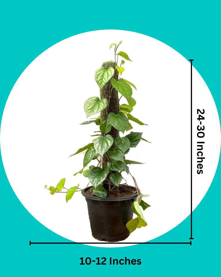 Betel Leaf Plant Vine with Moss Stick, Paan Plant