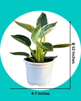 Philodendron Birkin Plant