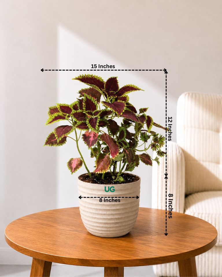 Coleus Horizon Plant