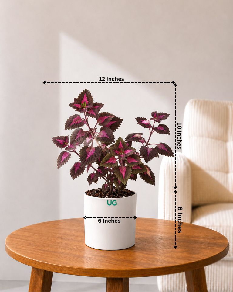 Coleus Pink Plant