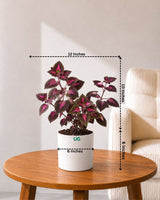 Coleus Pink Plant