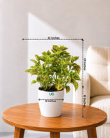 Coleus Green Plant