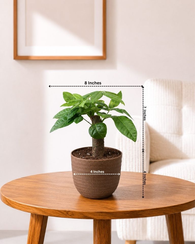 Single-Stem Money Tree Pachira (ECO-PLANTER)