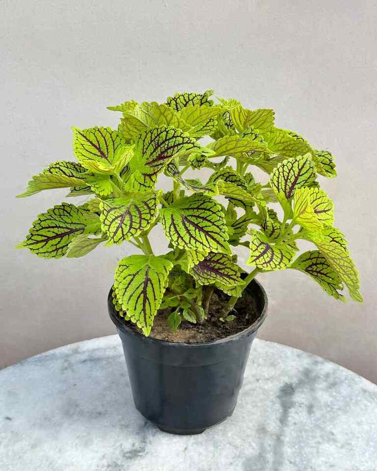 Coleus Plant (Any colour)