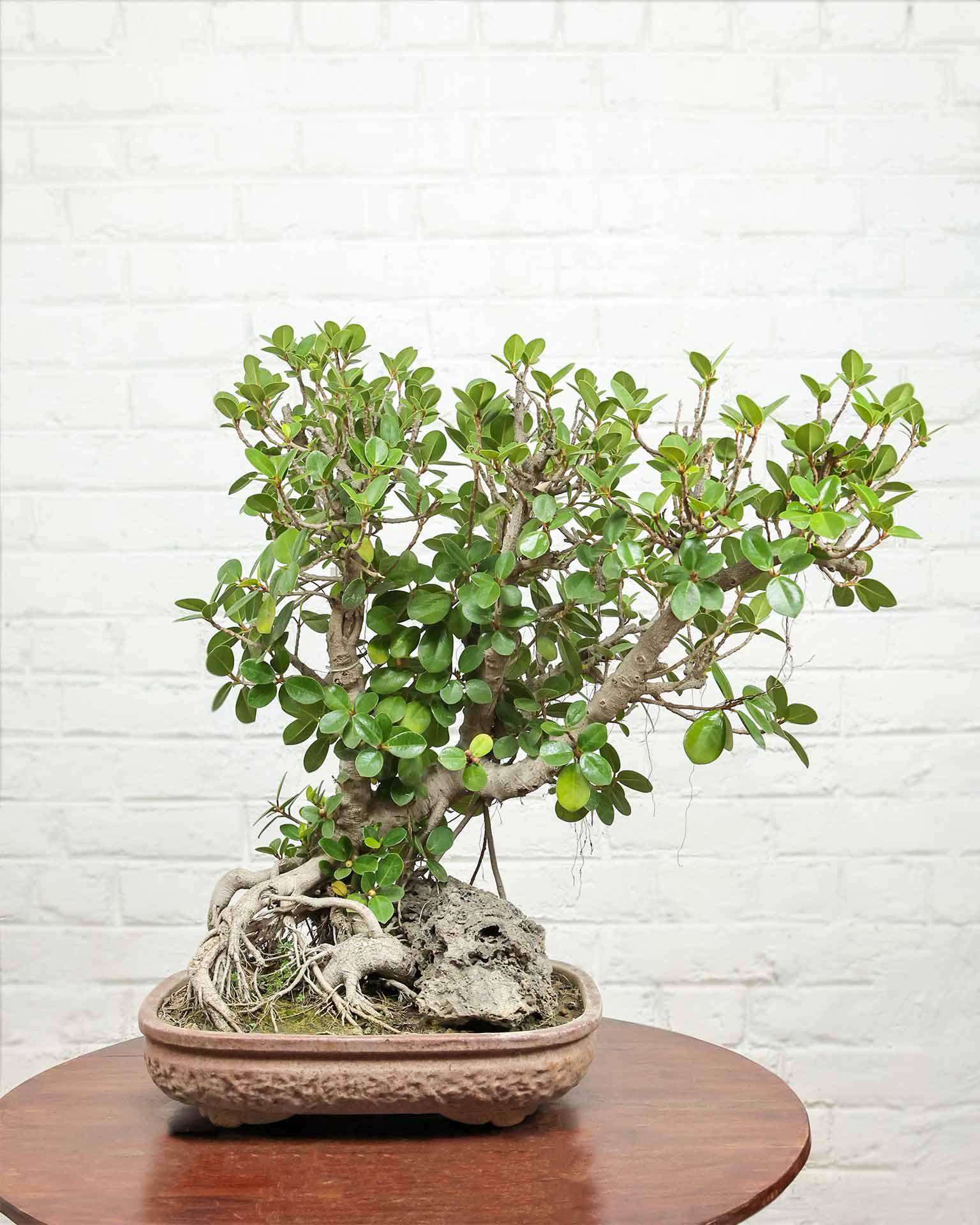 Ficus Microcarpa Bonsai