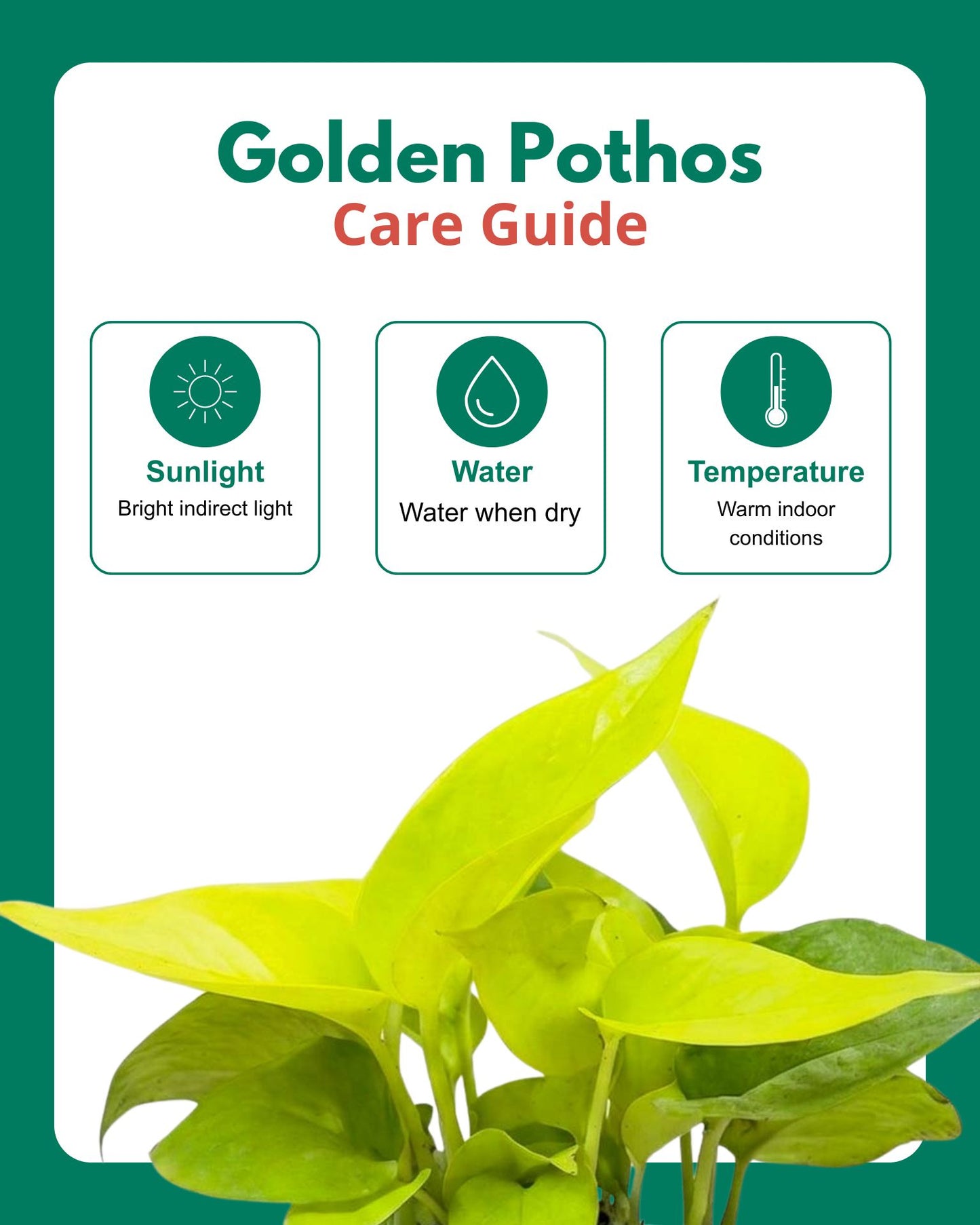 pothos care sheet Buy Money Plant Golden In Self Watering at The Lowest Price- Unlimited Greens – unlimitedgreens
