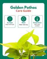 Golden Money Plant