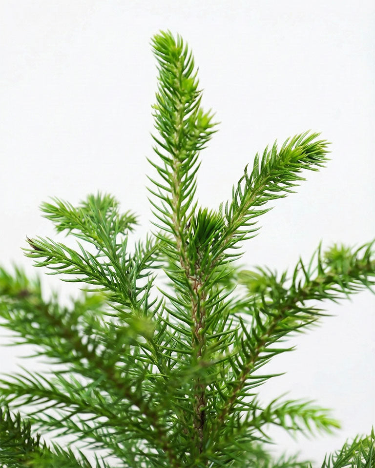 Araucaria Plant (Christmas Tree)