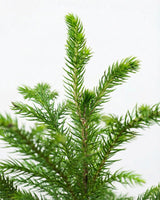 Araucaria Plant (Christmas Tree)