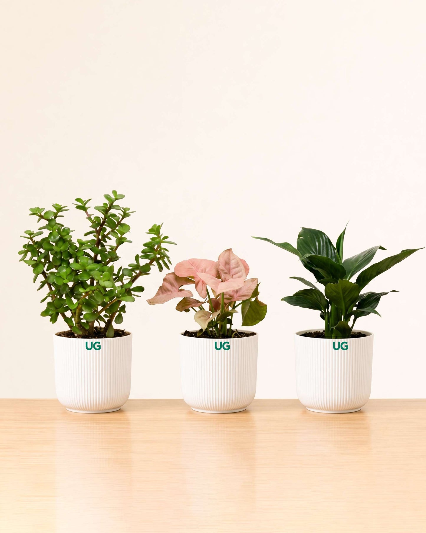 Syngonium Pink, Peace Lily Plant, and Jade plant Combo