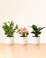 Syngonium Pink, Peace Lily Plant, and Jade plant Combo
