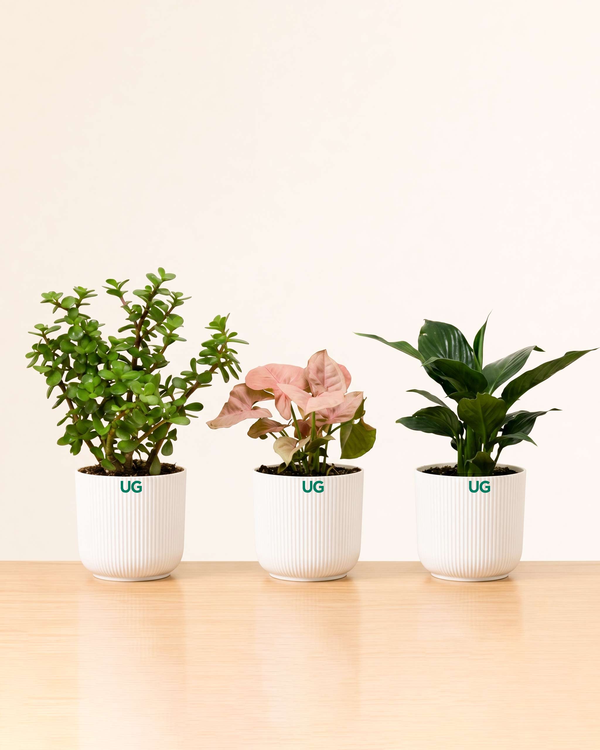 Syngonium Pink, Peace Lily Plant, and Jade plant Combo