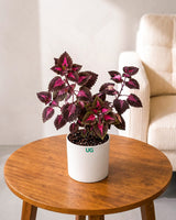 Coleus Pink Plant