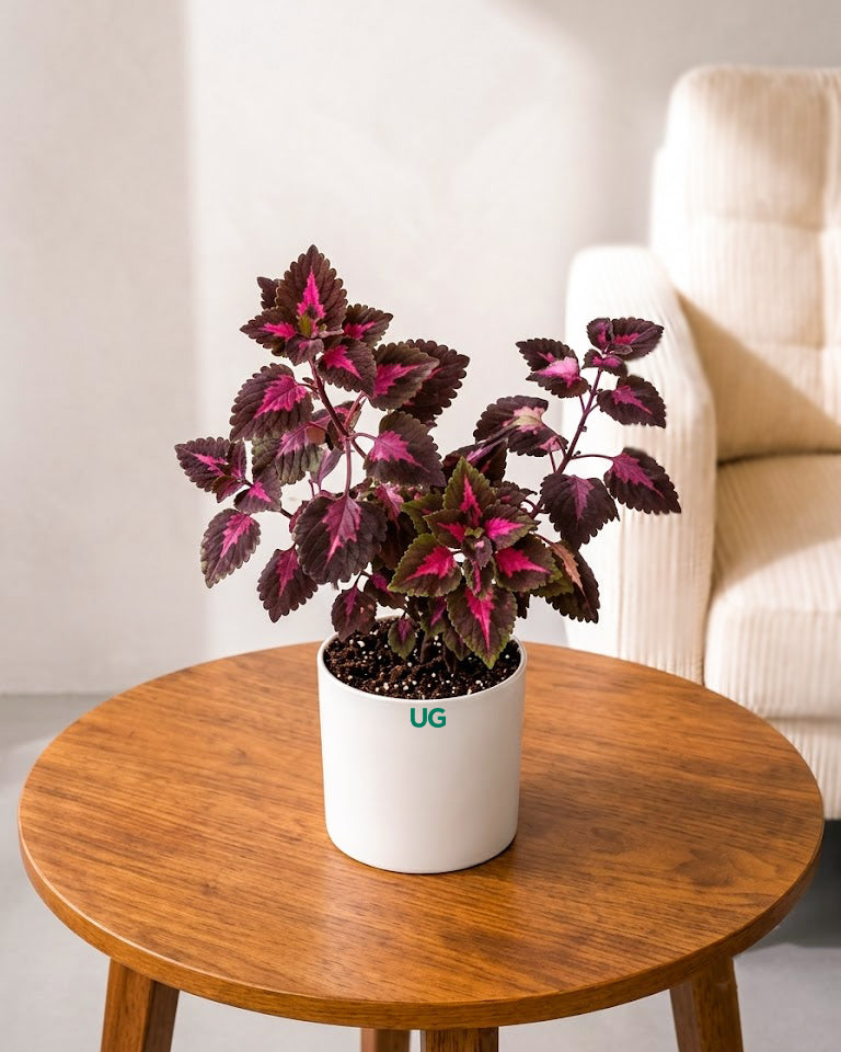 Coleus Pink Plant