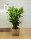 Areca Palm Plant