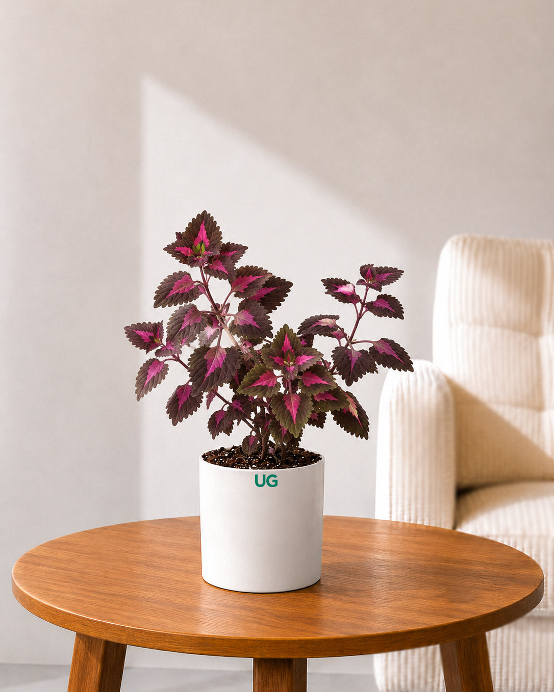 Coleus Pink Plant