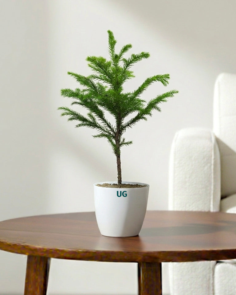 Araucaria Plant (Christmas Tree)