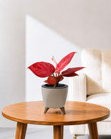 Aglaonema Red Valentine in Self Watering Planter