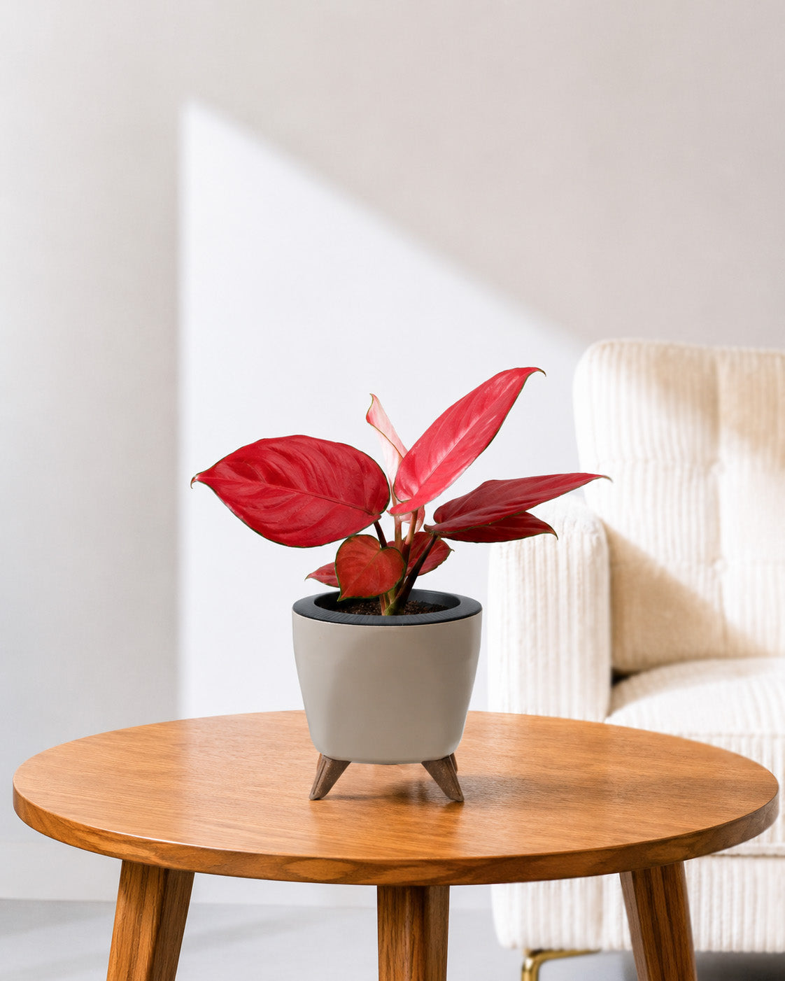 Aglaonema Red Valentine in Self Watering Planter