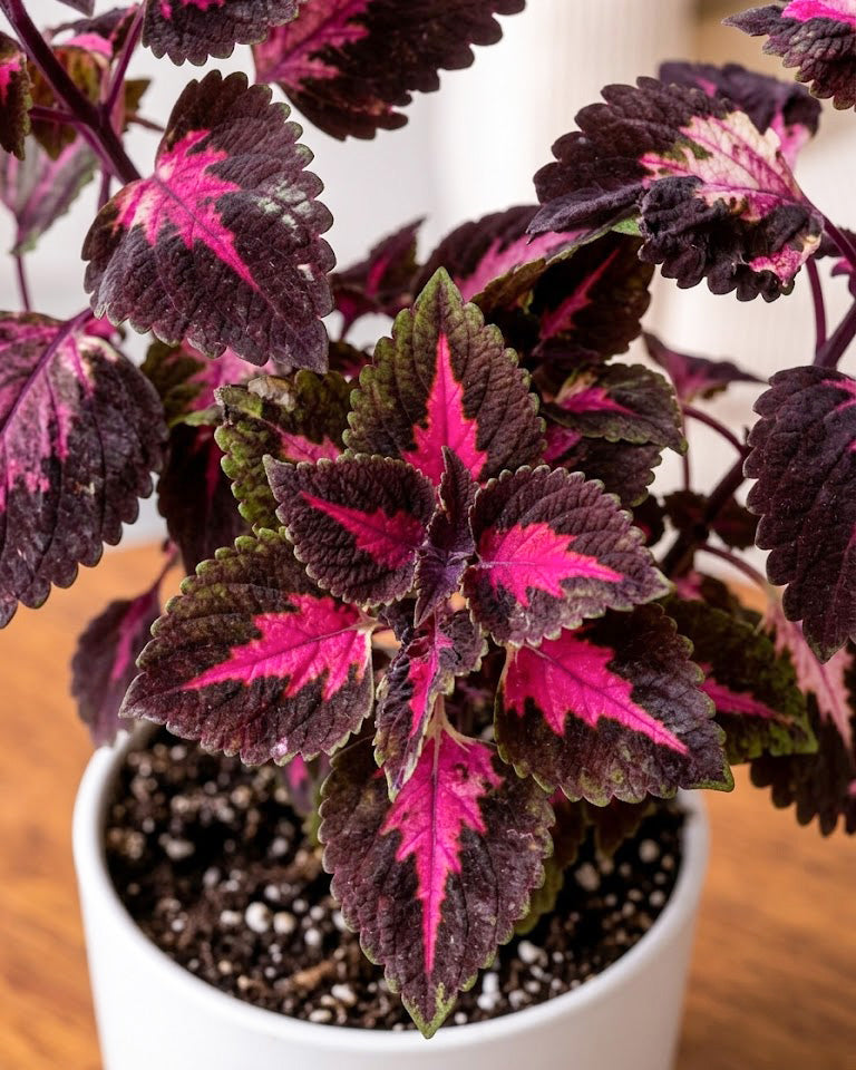 Coleus Pink Plant