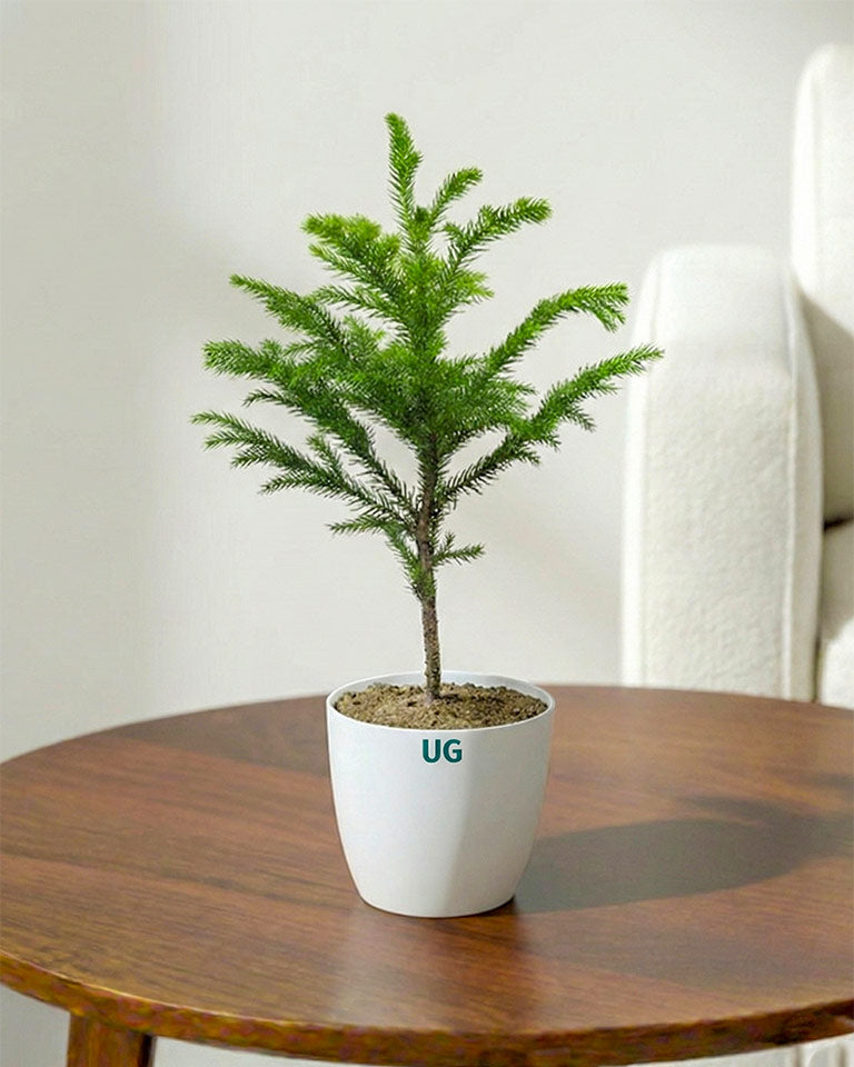 Araucaria Plant (Christmas Tree)