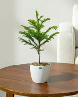 Araucaria Plant (Christmas Tree)