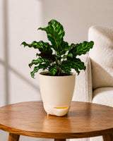 Calathea Peacock