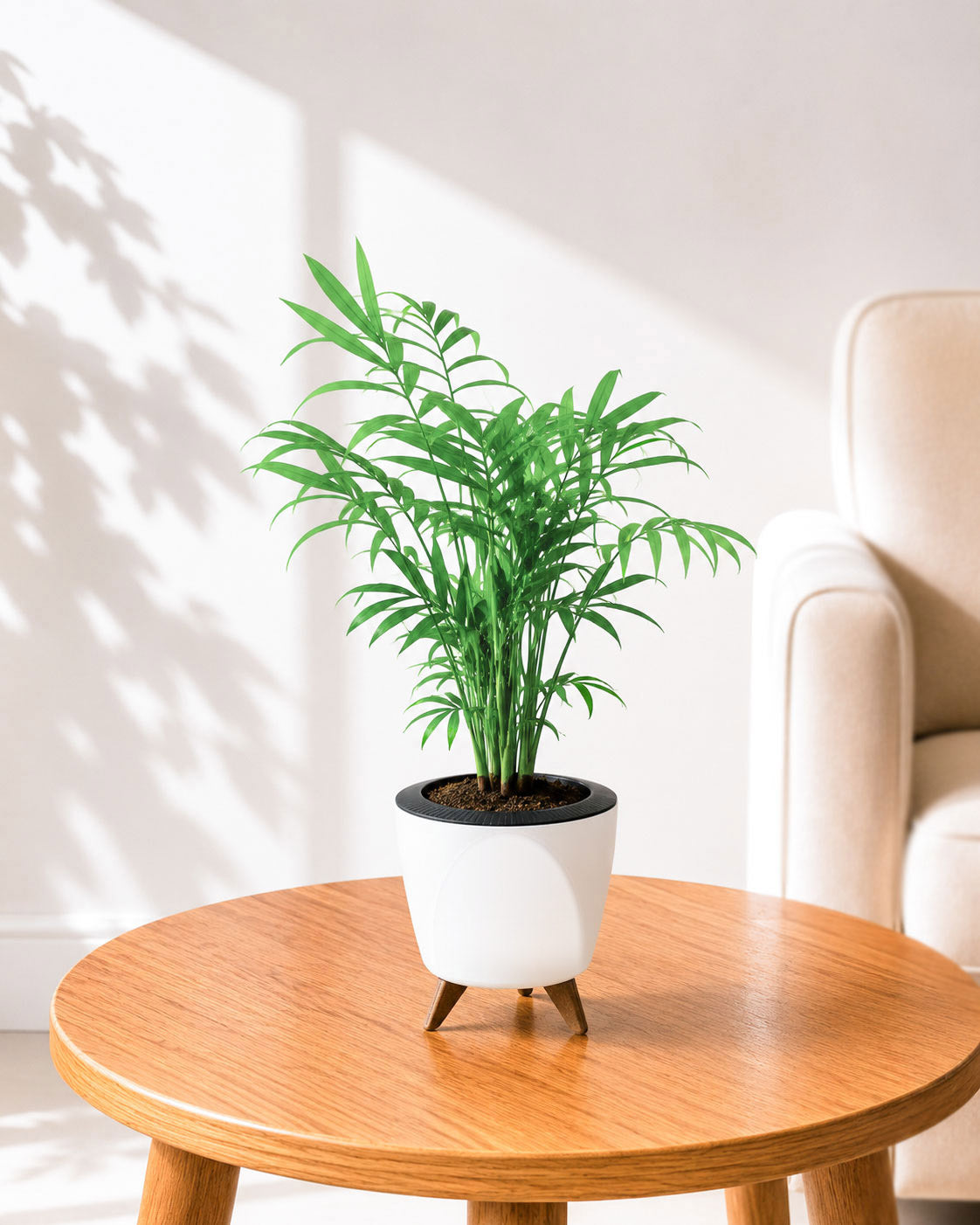 Chamaedorea Palm