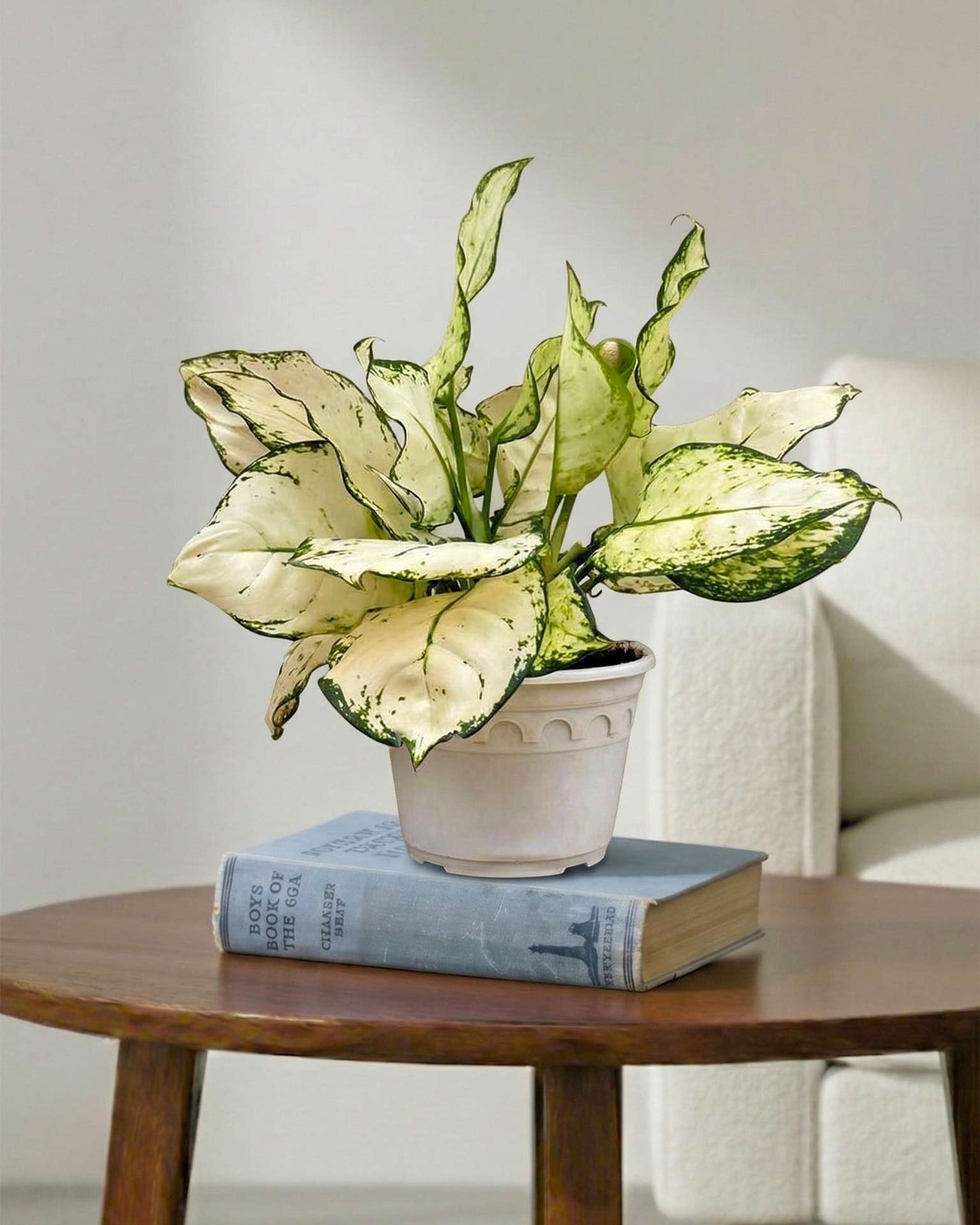 buy aglaonema online Buy Aglaonema Super White Plant Online at The Lowest