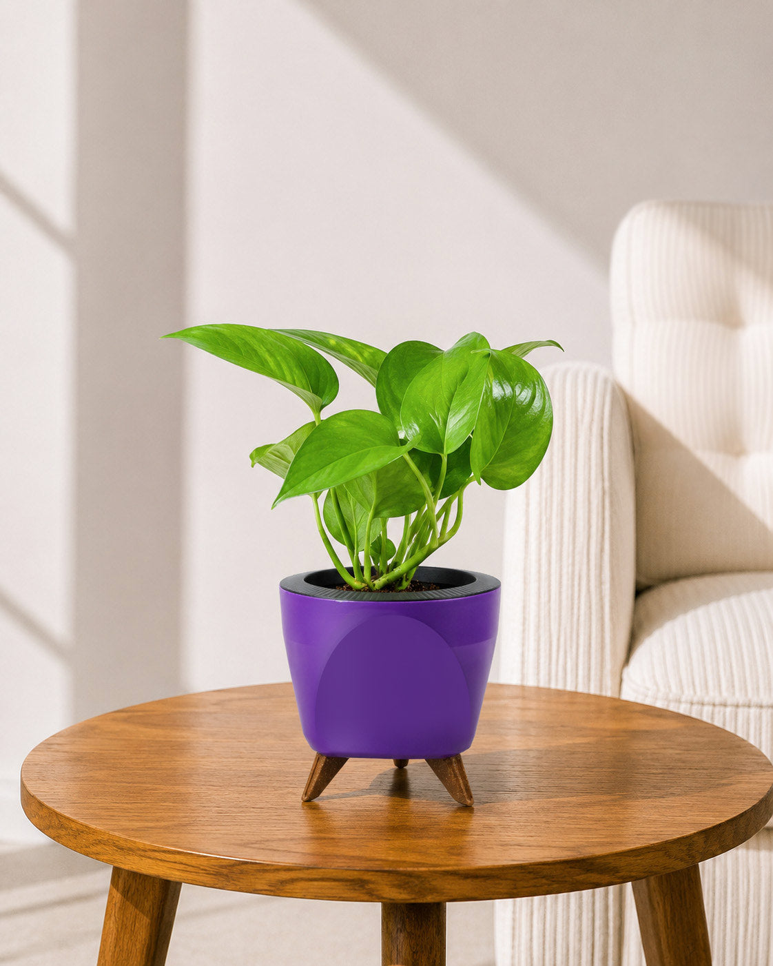 Money Plant Green in Self Watering Pot