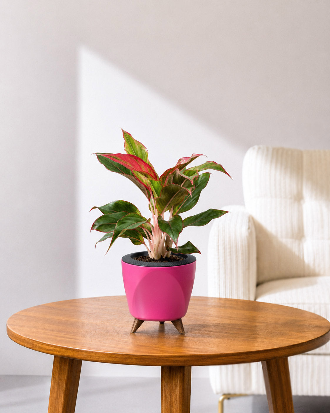 Aglaonema Lipstick