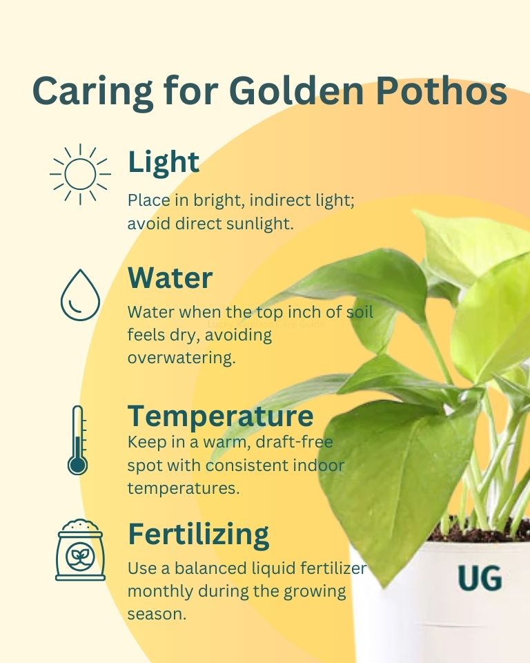 uses of money plant Combo Of 2