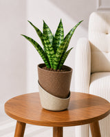 Snake Plant in Self-Watering Planter