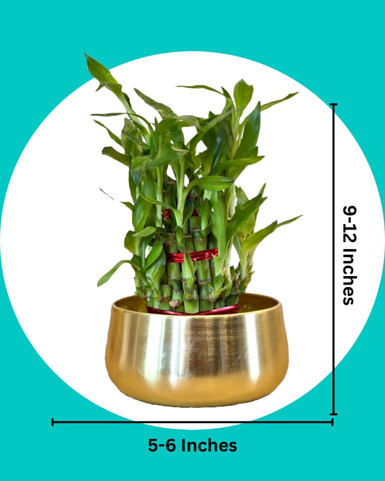 3 Layer Lucky Bamboo Feng Shui Plant in Elegant Metal Pot