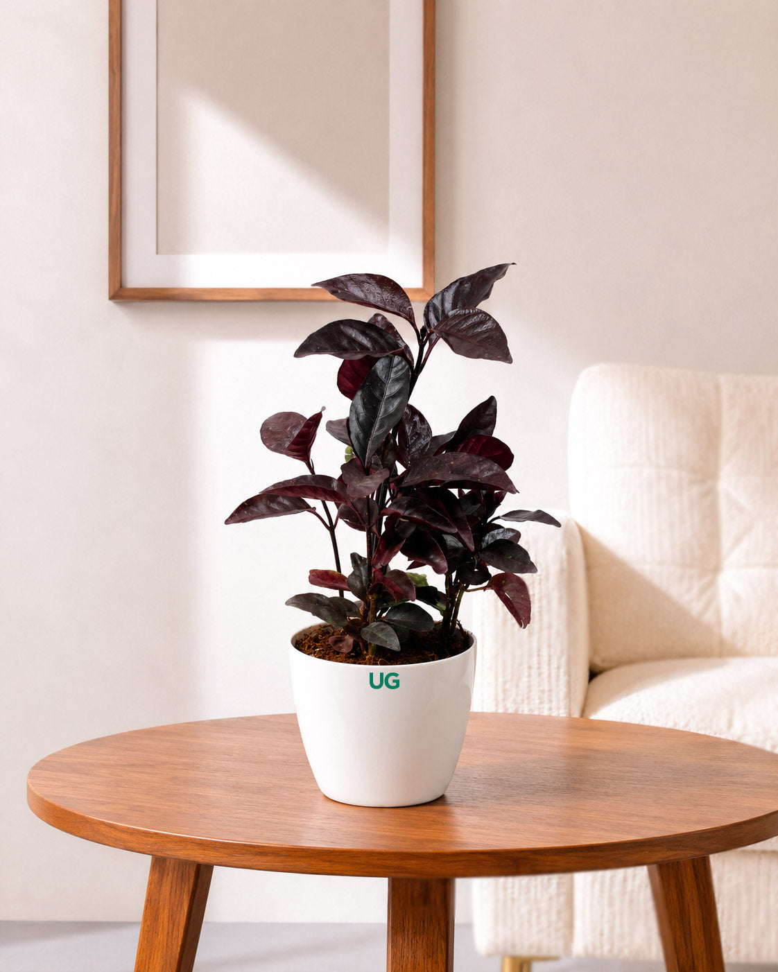 Earanthamum Black Plant