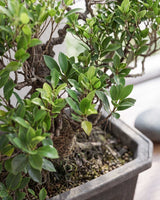 Ficus Tiger Bark Bonsai